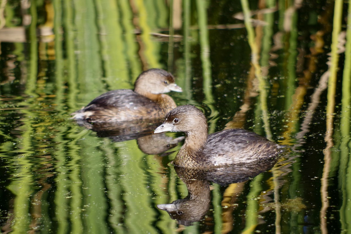 Pied-billed Grebe - ML646417597