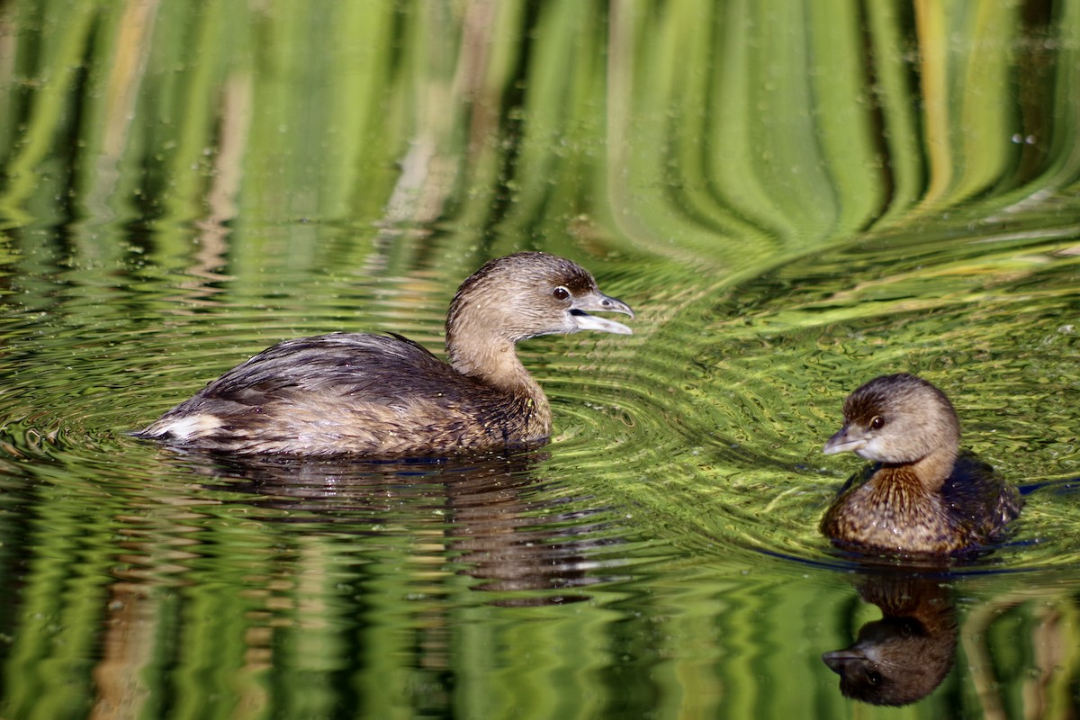 Pied-billed Grebe - ML646417602
