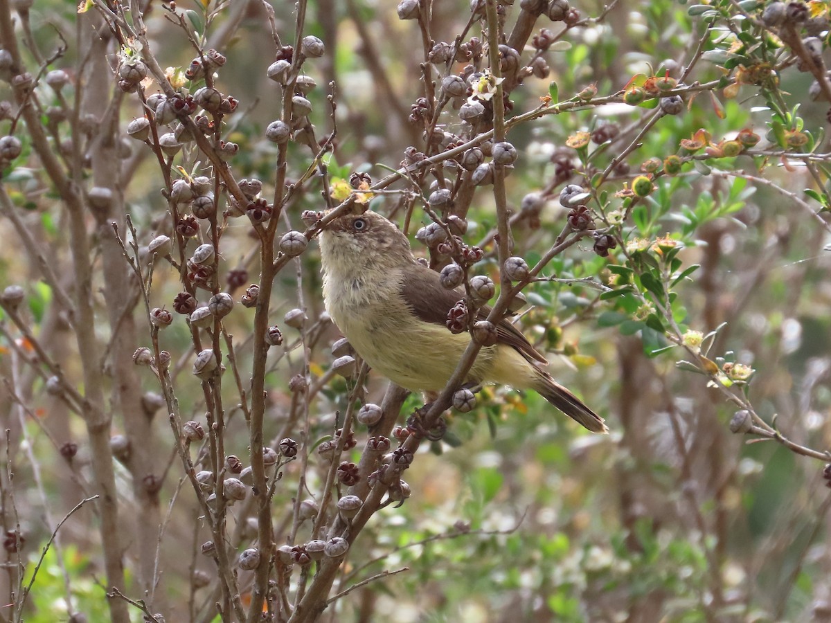 Buff-rumped Thornbill - ML646417603