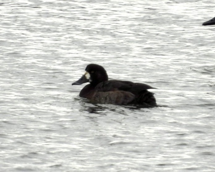 Greater Scaup - ML646417604