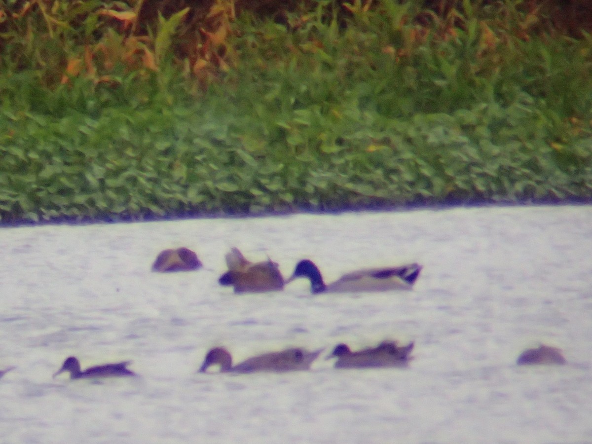 kachna divoká - ML646417605