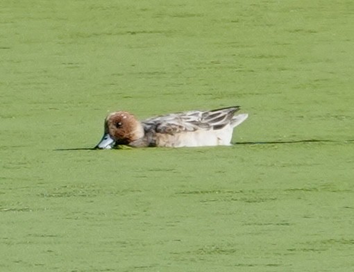 Eurasian Wigeon - ML646417606