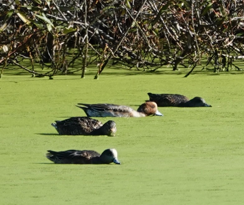 Eurasian Wigeon - ML646417607