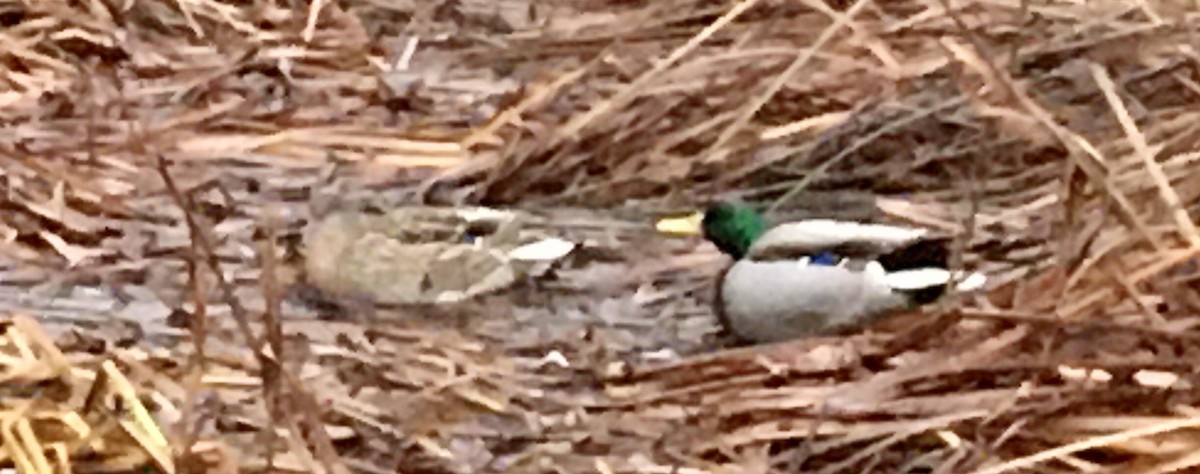 Mallard - ML646417610