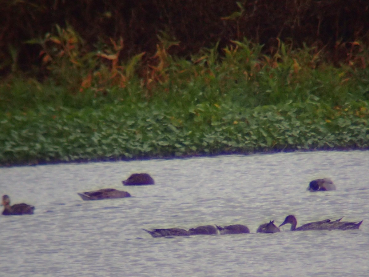 kachna divoká - ML646417611