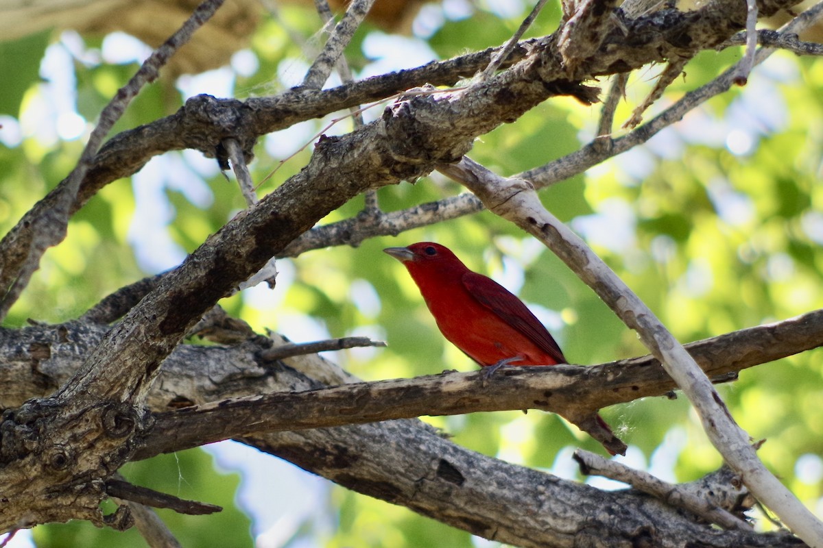 Summer Tanager - ML646417612