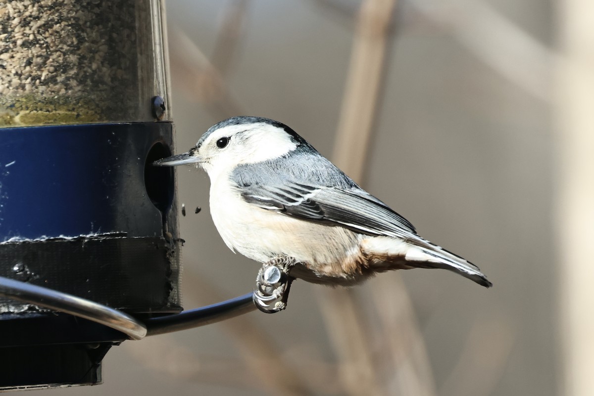 White-breasted Nuthatch - ML646417613