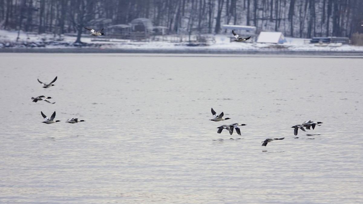 Common Merganser - ML646417620