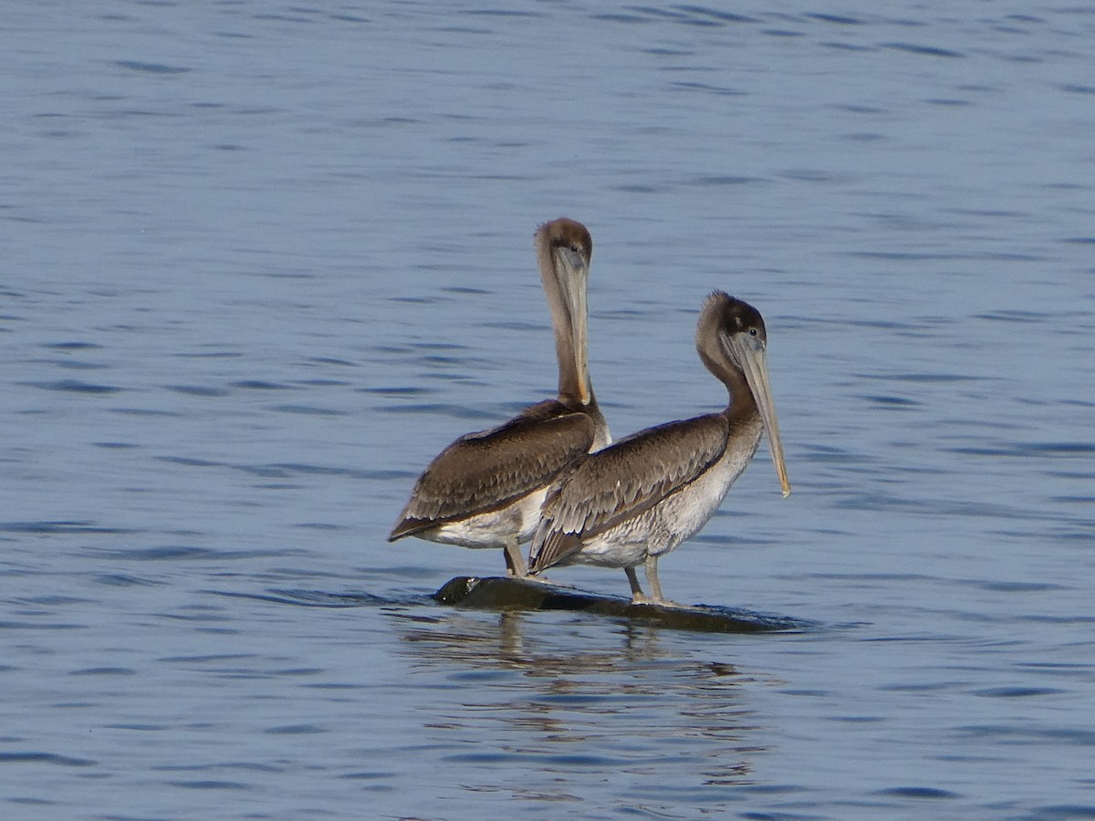 Brown Pelican - ML646417626