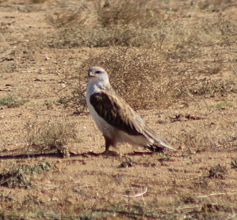 Ferruginous Hawk - ML646417628