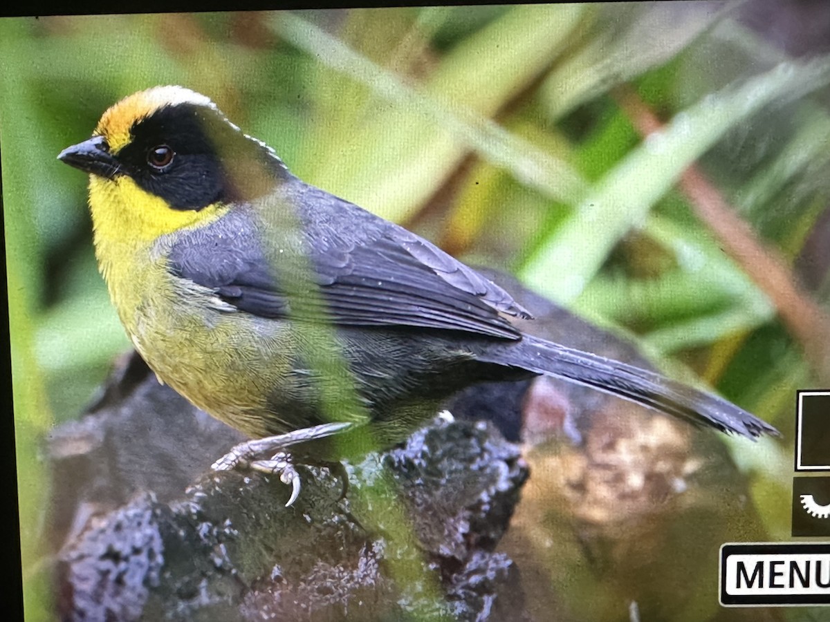 キエリヤブシトド - ML646417630