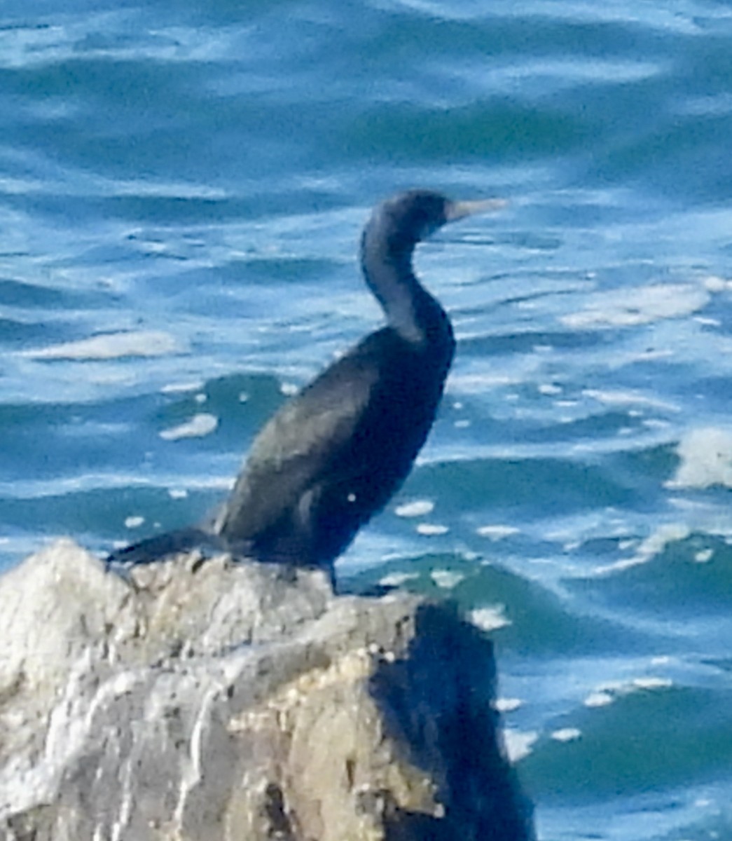 Cormoran à aigrettes - ML646417633