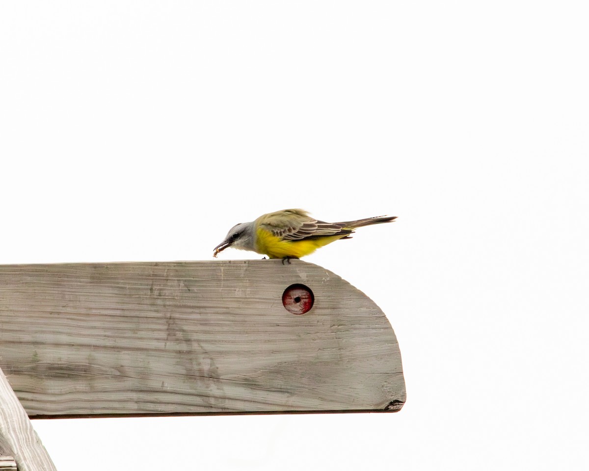 Couch's Kingbird - ML646417634