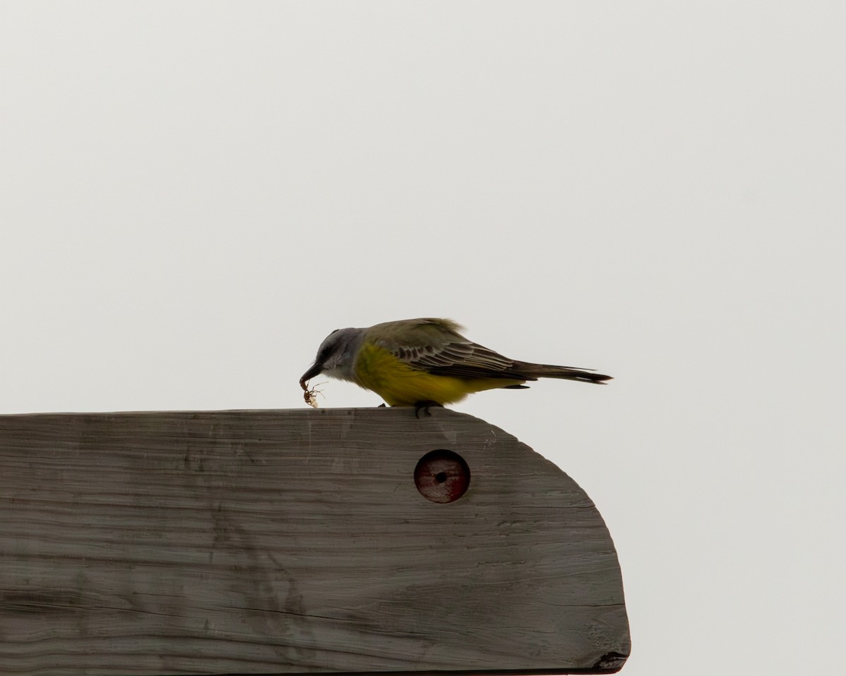 Couch's Kingbird - ML646417635