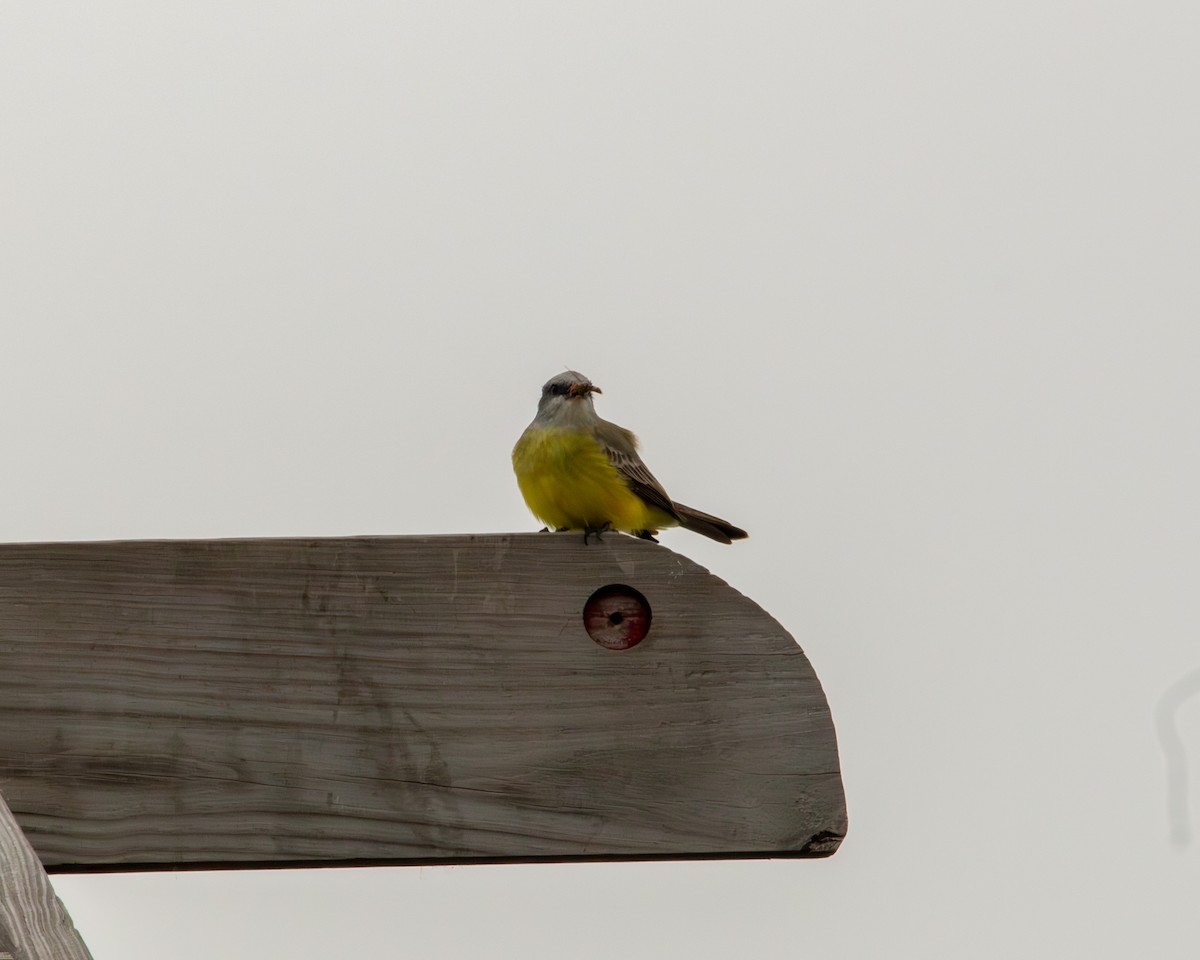 Couch's Kingbird - ML646417636
