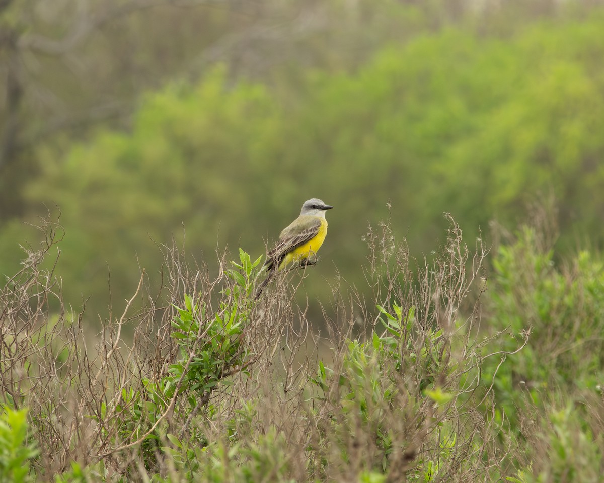 Couch's Kingbird - ML646417637