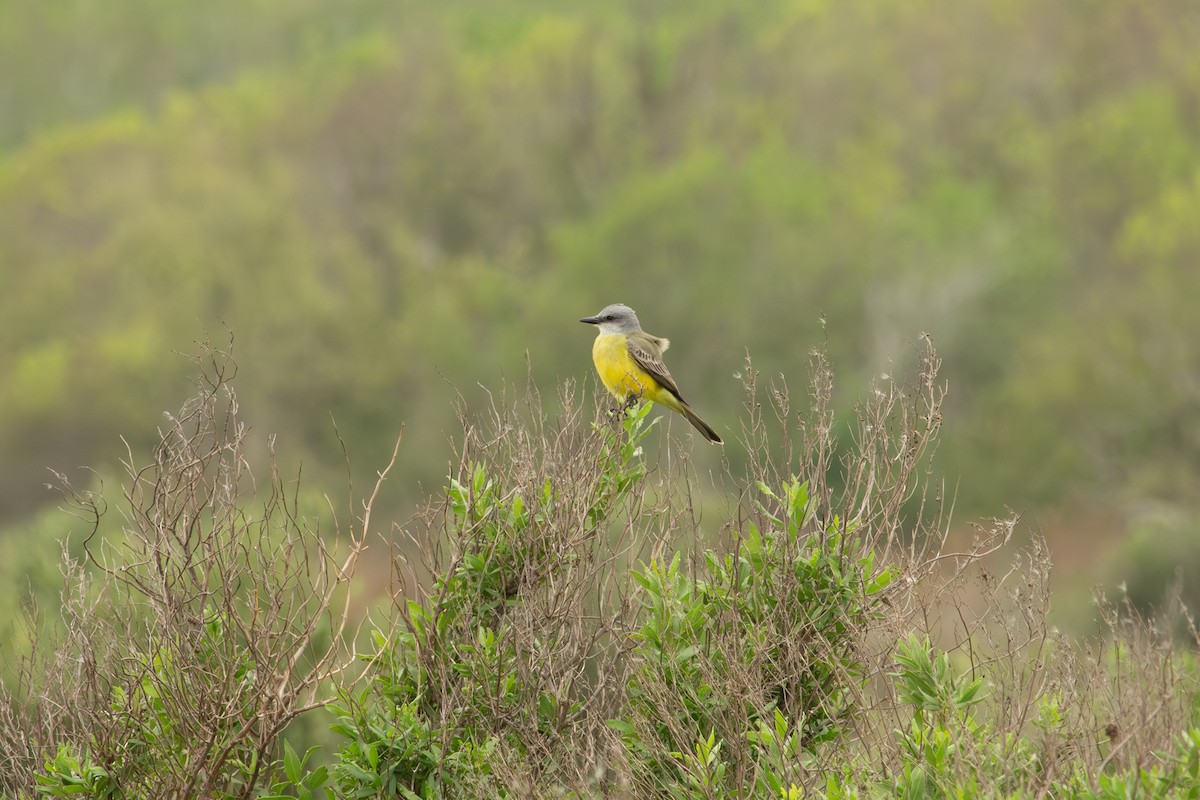 Couch's Kingbird - ML646417638