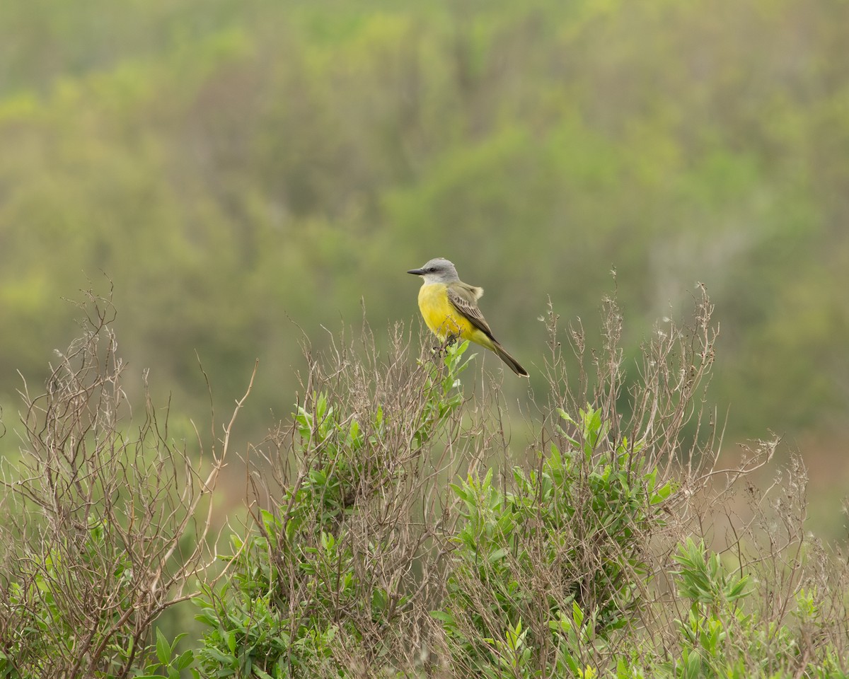 Couch's Kingbird - ML646417639