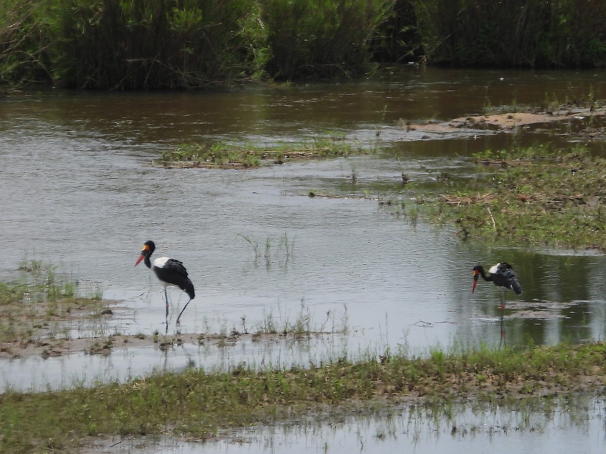 čáp sedlatý - ML646417640