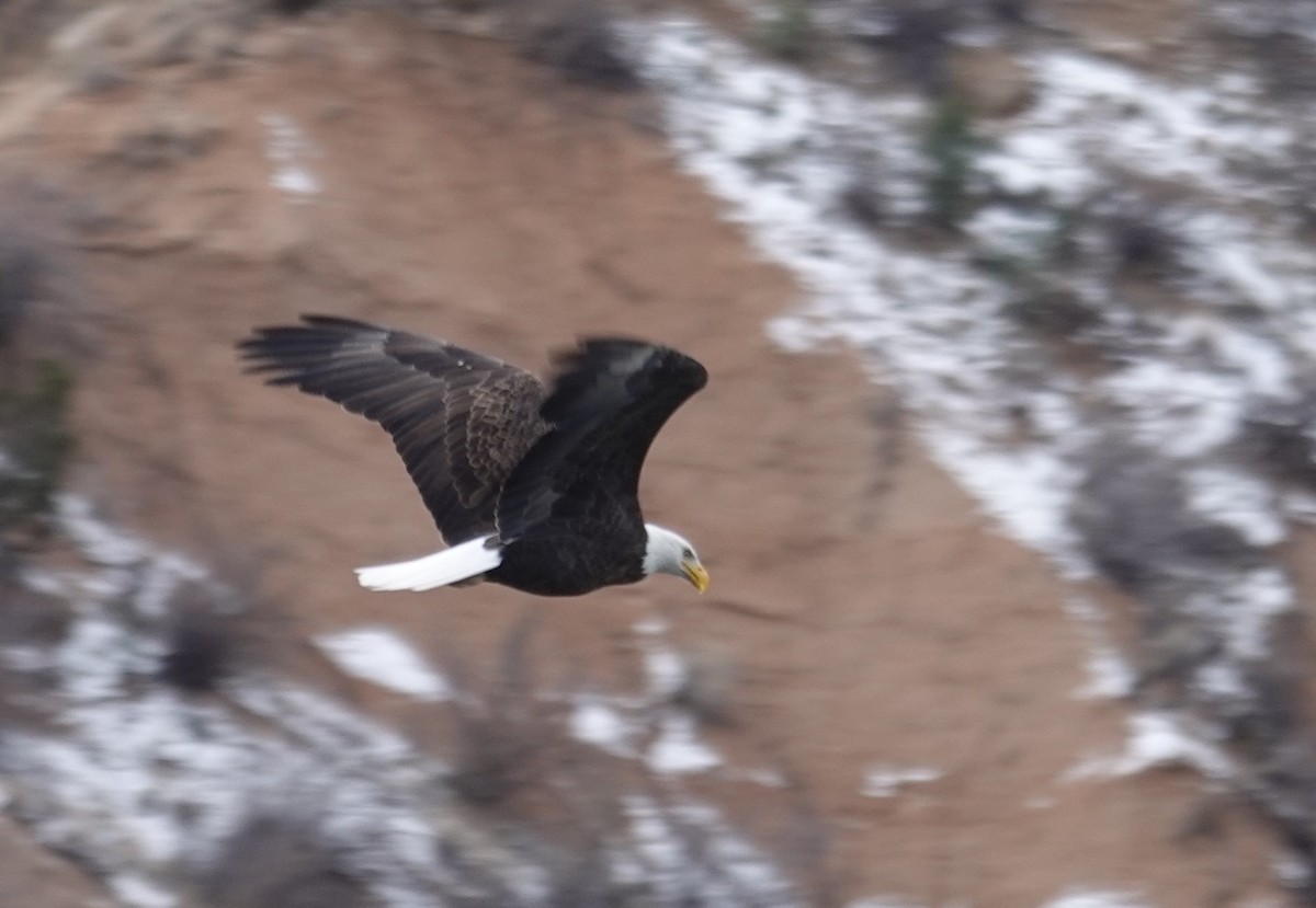 Bald Eagle - ML646417641