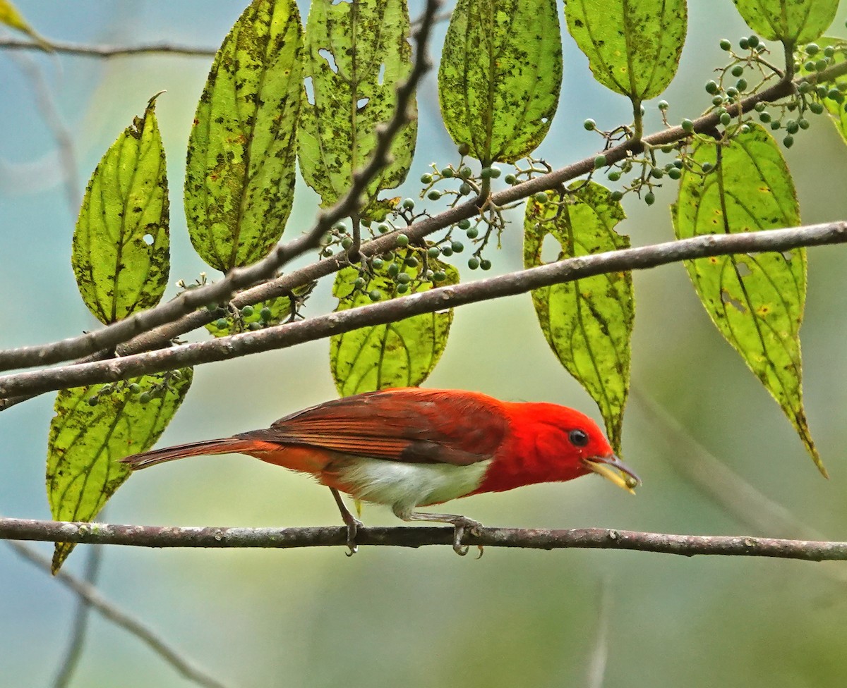 Scarlet-and-white Tanager - ML646417644