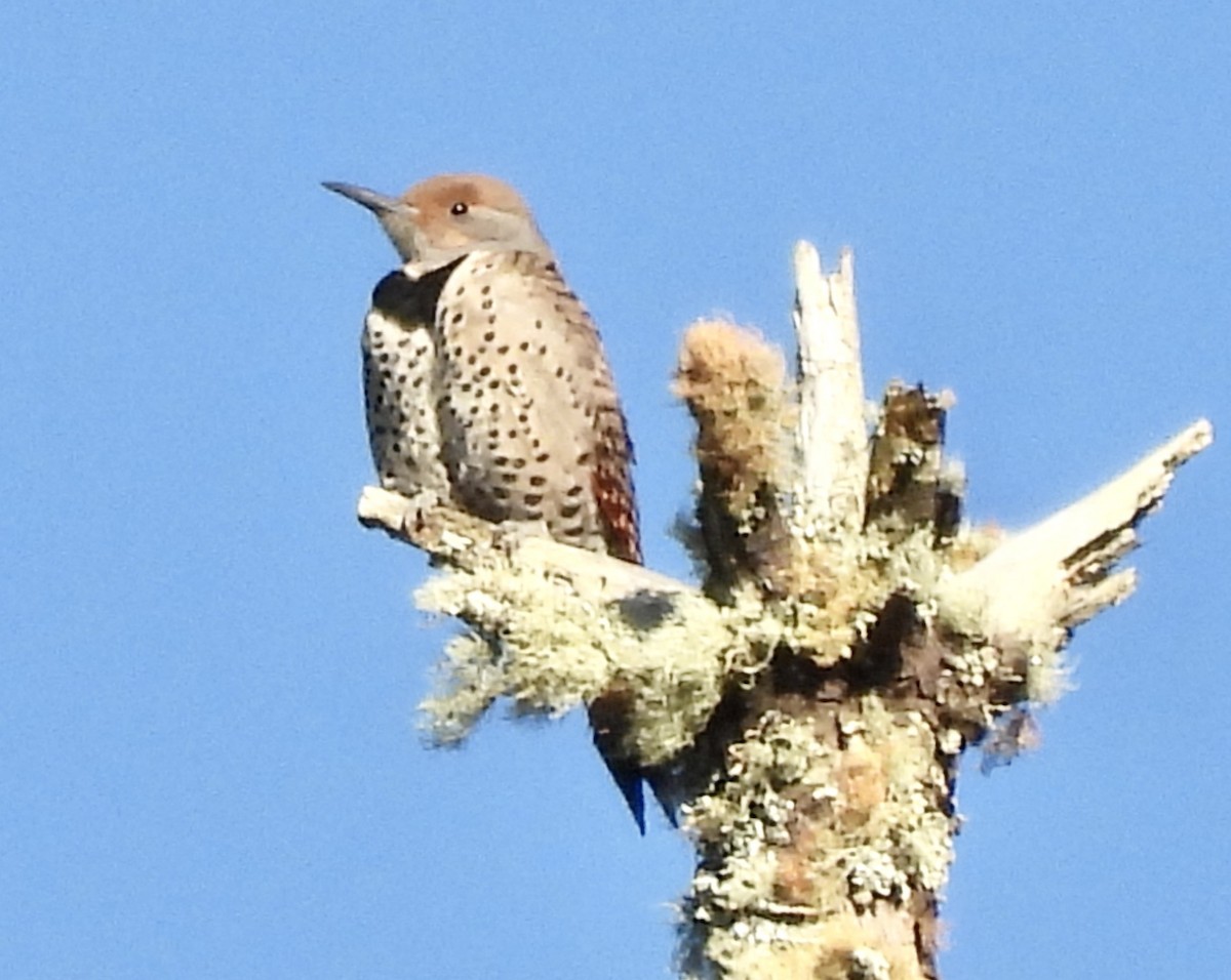 Northern Flicker - ML646417652
