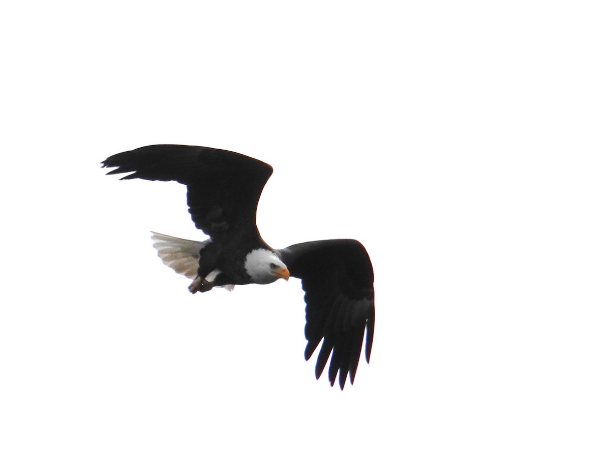 Bald Eagle - ML646417653