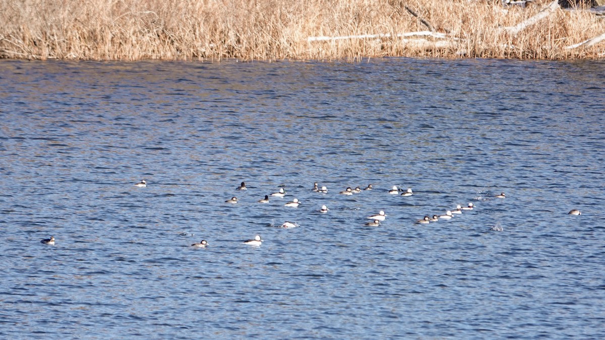 Bufflehead - ML646417655