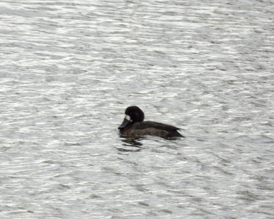 Greater Scaup - ML646417656
