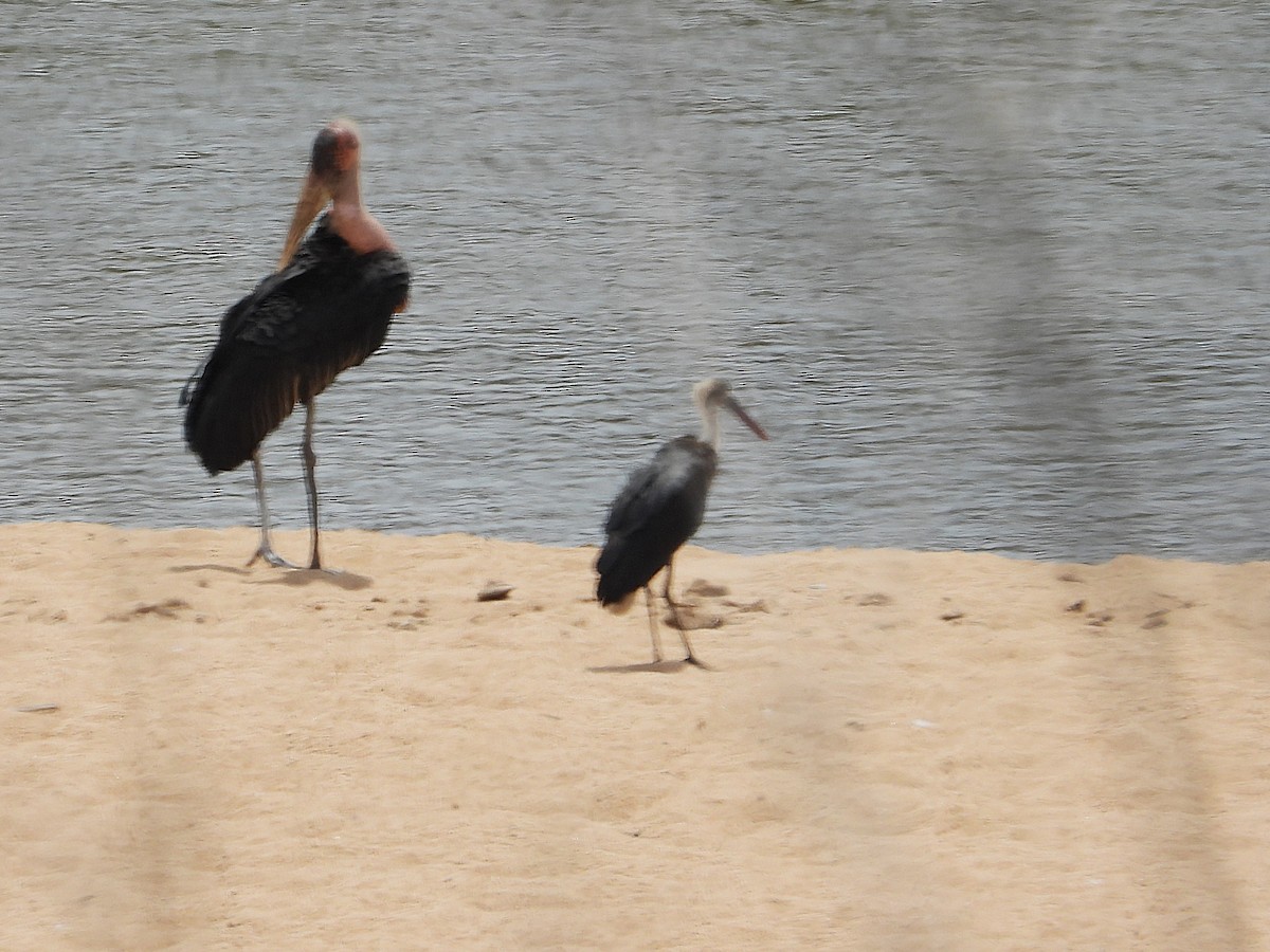 čáp černočelý - ML646417657