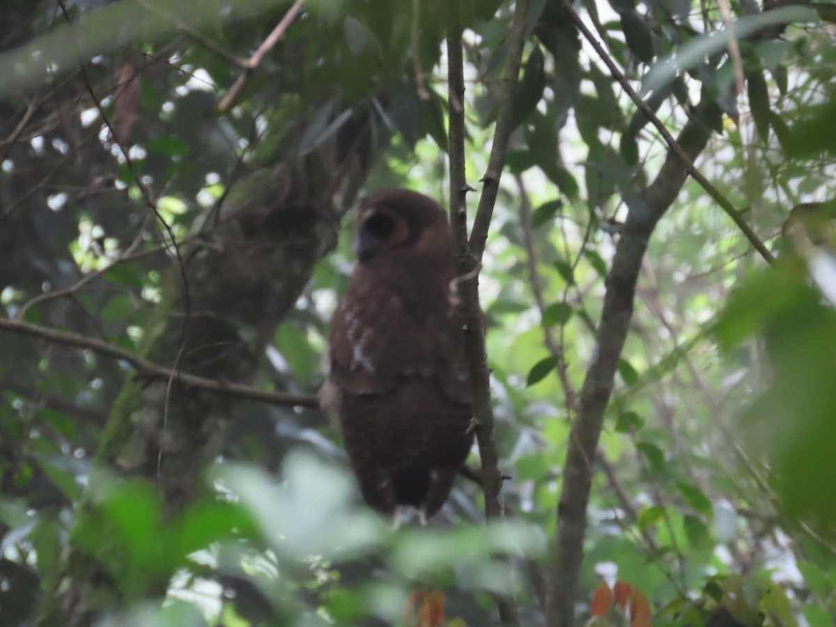 Brown Wood-Owl - ML646417658