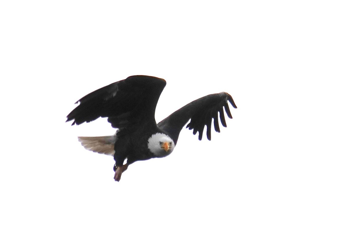 Bald Eagle - ML646417659