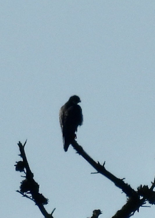 Peregrine Falcon - ML646417660