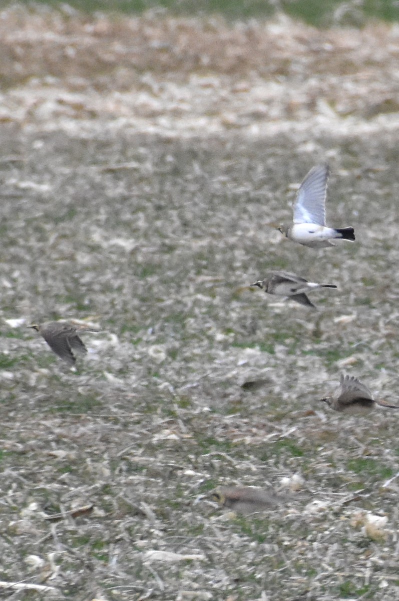 Horned Lark - ML646417668