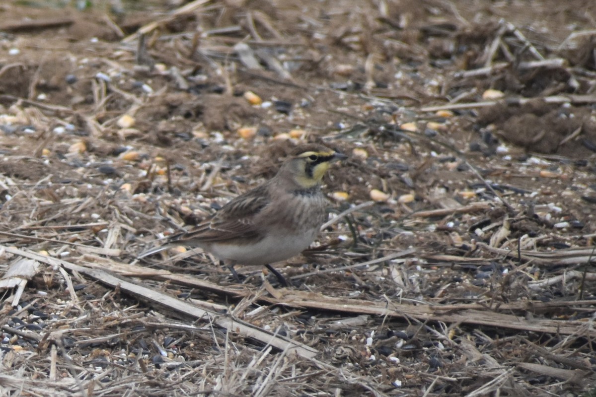 Horned Lark - ML646417669