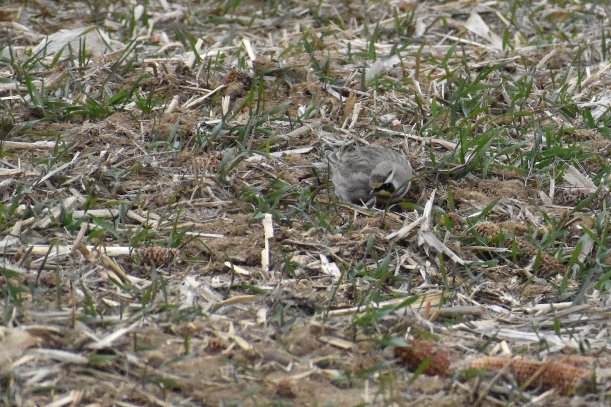 Horned Lark - ML646417670