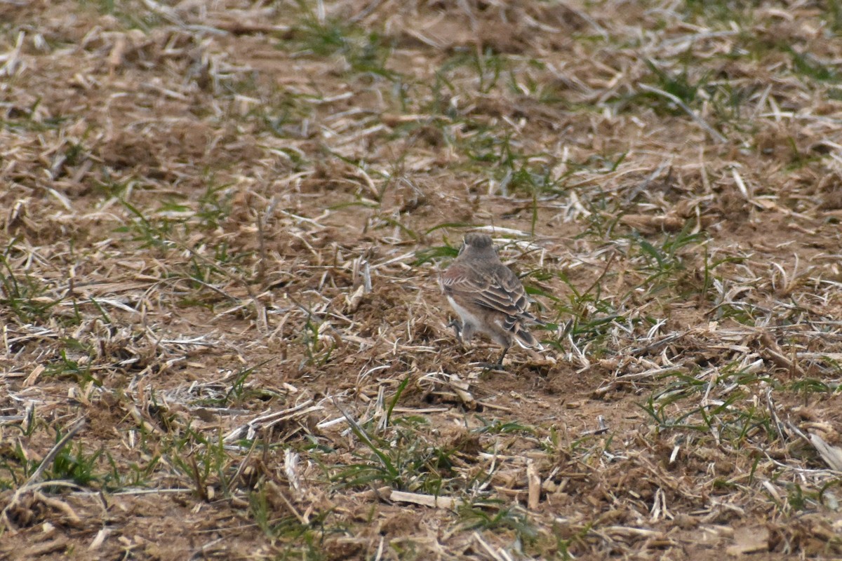 Horned Lark - ML646417672