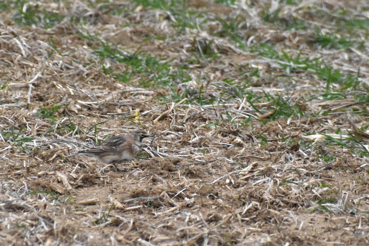 Horned Lark - ML646417673