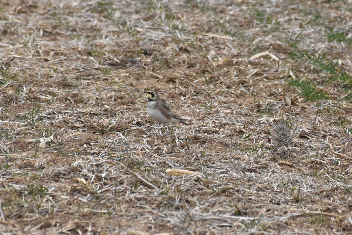 Horned Lark - ML646417674