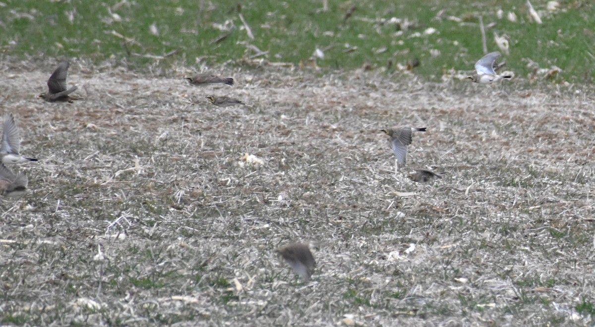 Horned Lark - ML646417675