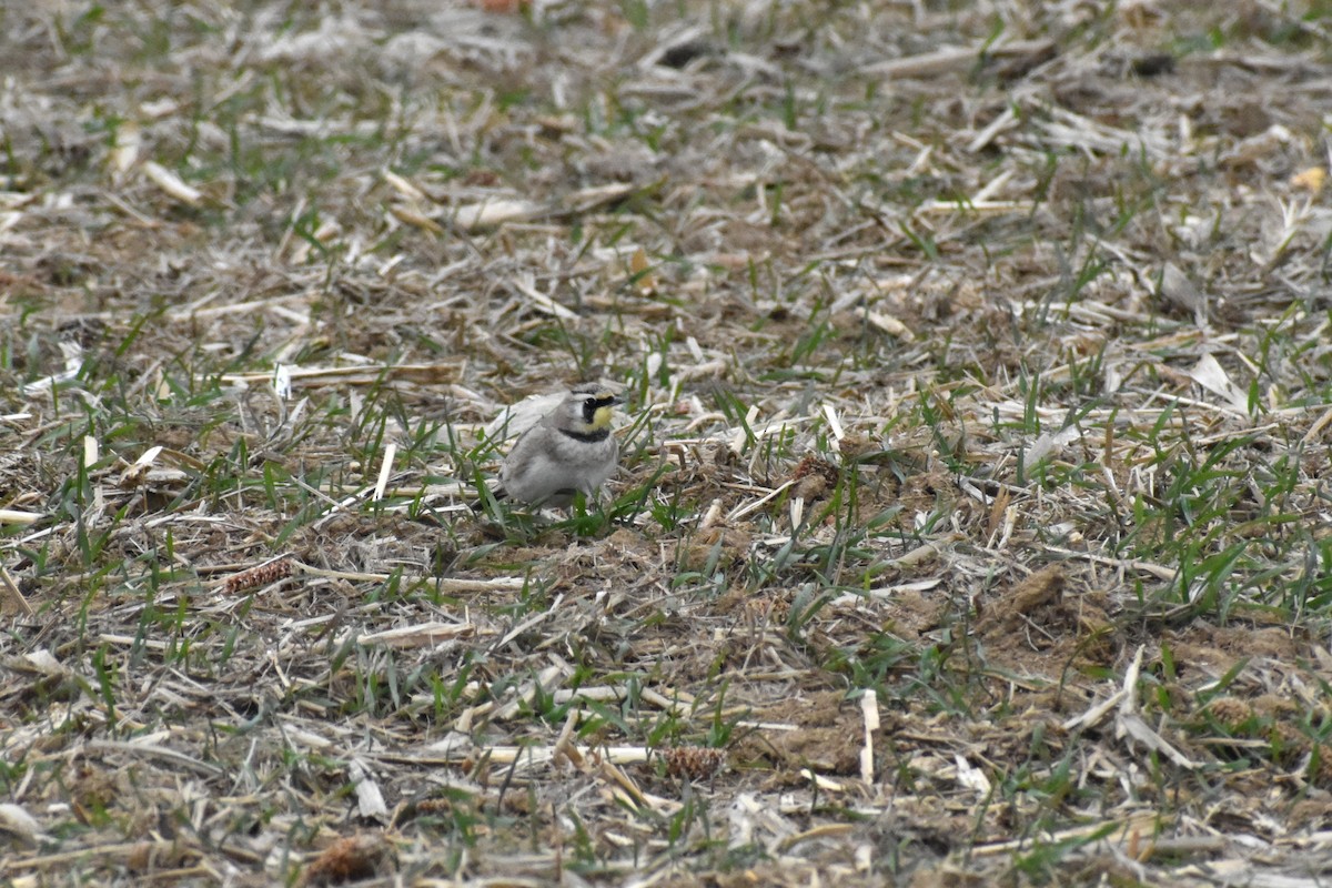 Horned Lark - ML646417676