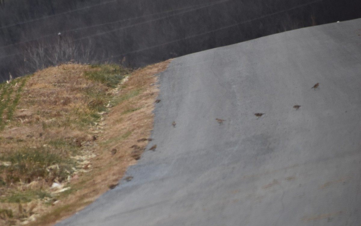 Horned Lark - ML646417677