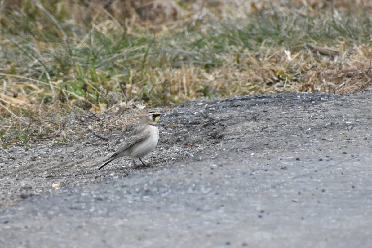Horned Lark - ML646417678