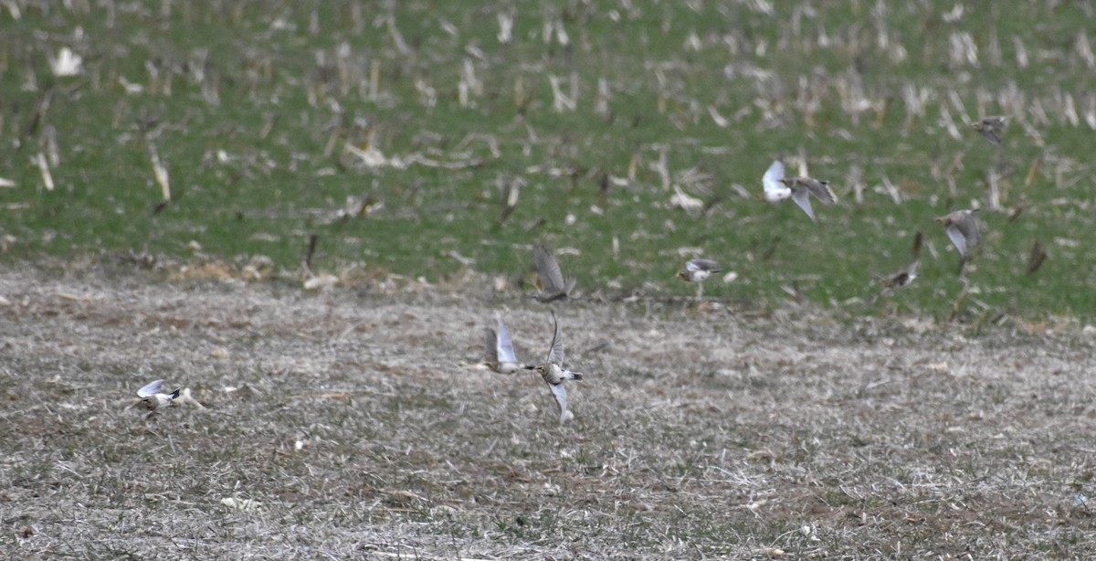 Horned Lark - ML646417679