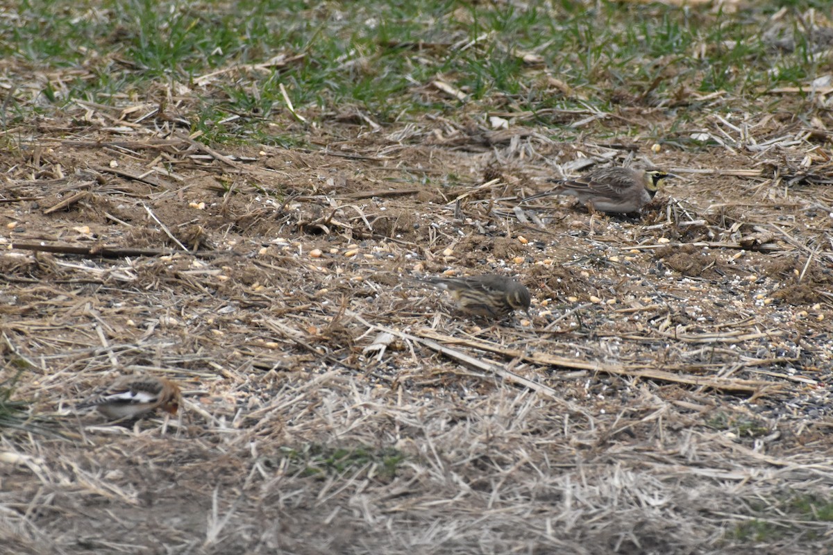 Horned Lark - ML646417680