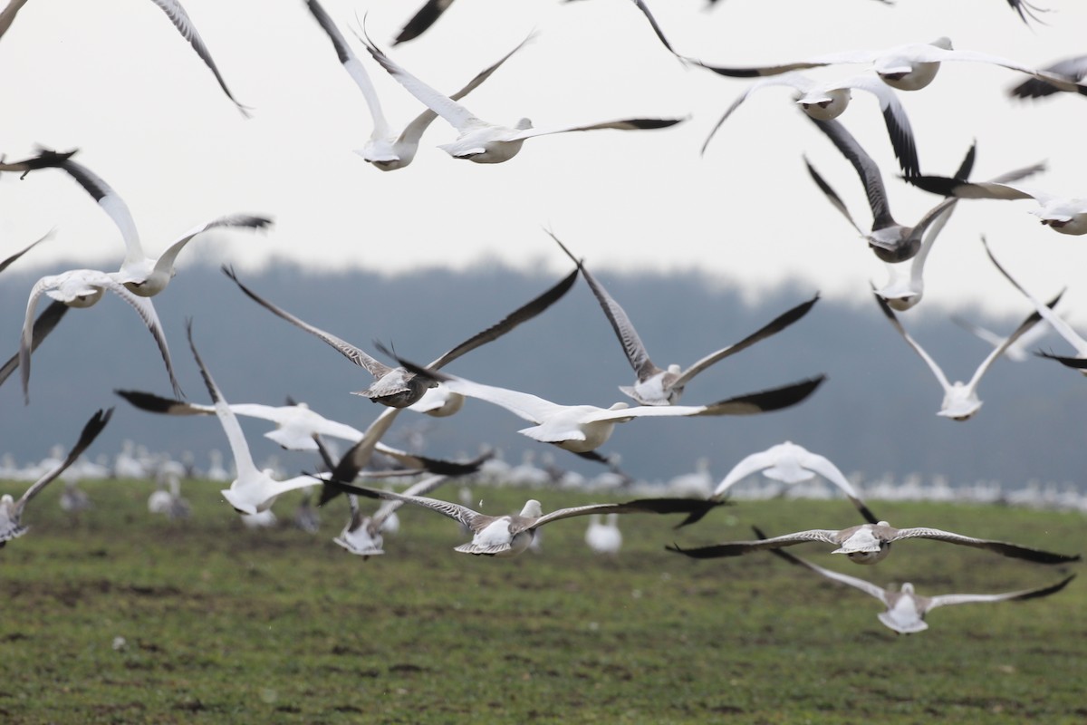 Snow Goose - ML646417681