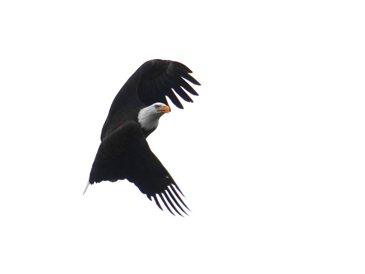 Bald Eagle - ML646417682