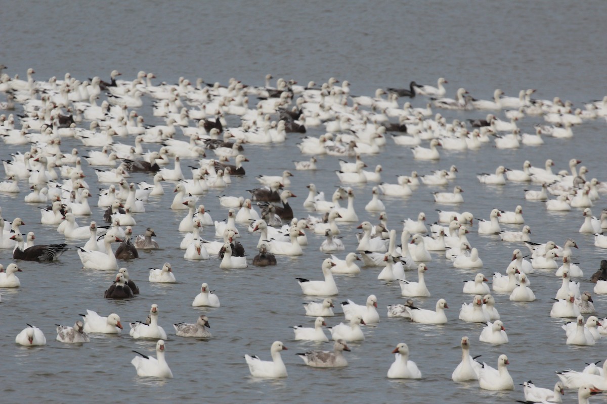 Snow Goose - ML646417683