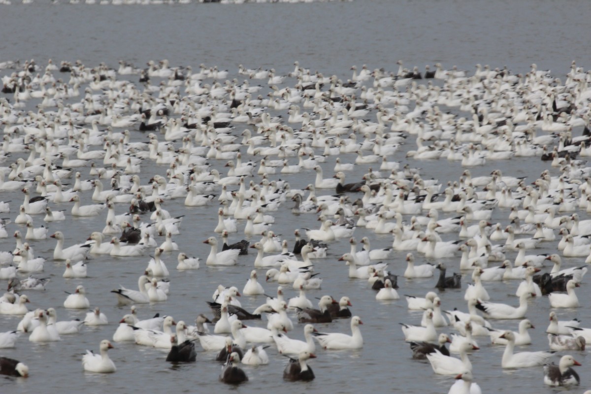 Snow Goose - ML646417684