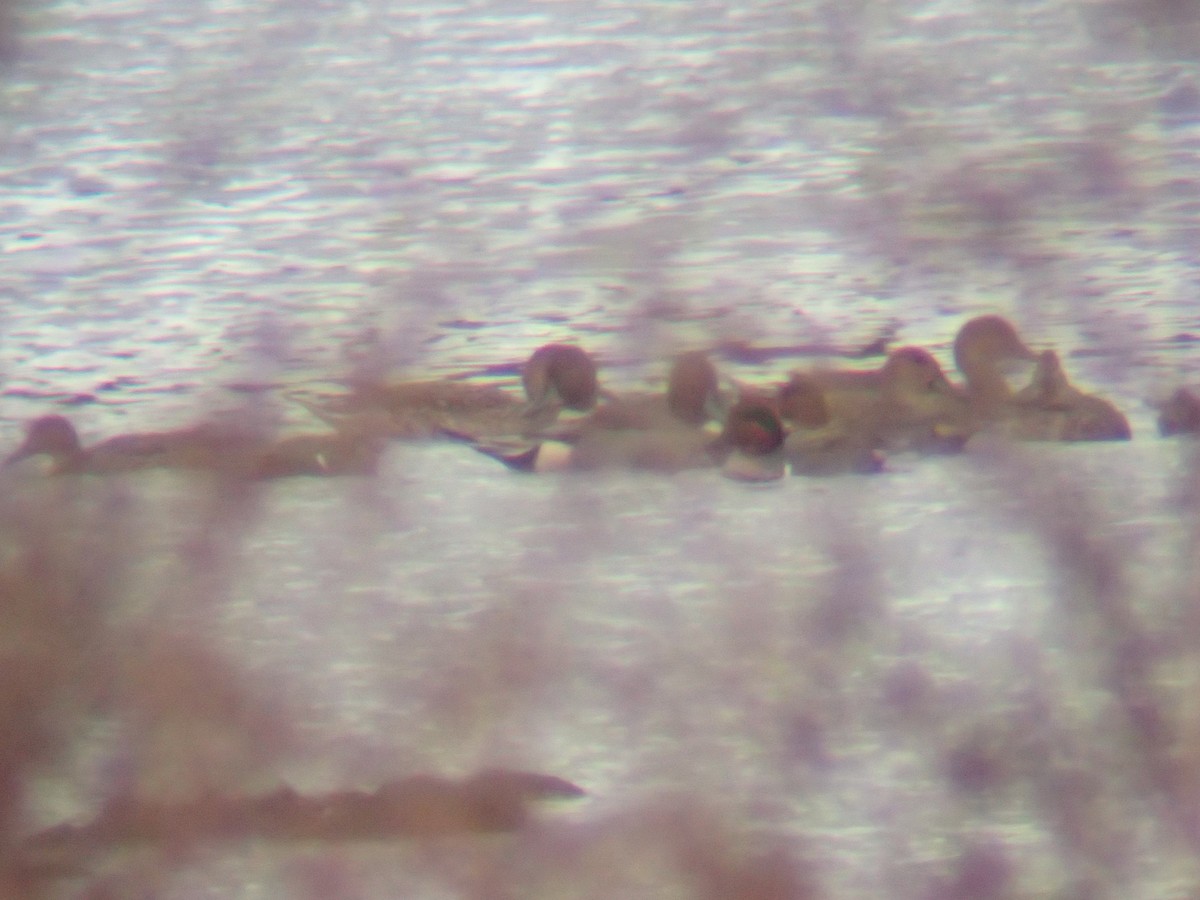 ostralka štíhlá - ML646417686